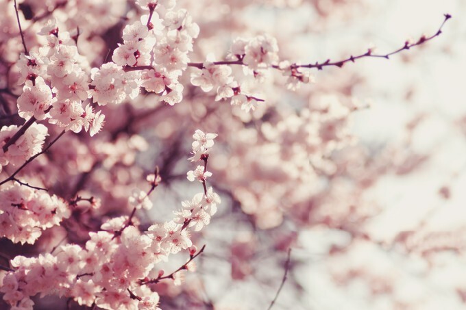 Spring Cherry blossoms, pink flowers